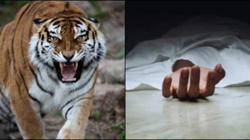 ख़ौफ़: जंगल में घास लेने गयी महिला को बाघ ने बनाया निवाला, पूरे इलाके में फैली दहशत