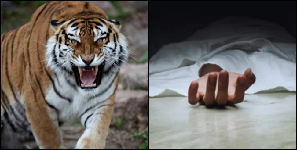 ख़ौफ़: जंगल में घास लेने गयी महिला को बाघ ने बनाया निवाला, पूरे इलाके में फैली दहशत
