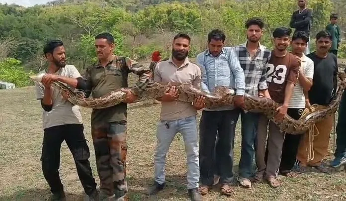 सनसनी: गुर्जर बस्ती में मिला विशालकाय अजगर, लोगों में मचा हड़कंप
