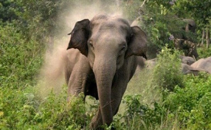 आफ़त: खेत में घुसे टस्कर हाथी को भगाने खेत पर पहुंचा किसान, हमले में हो गया घायल