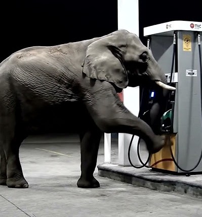 अफ़रा-तफ़री: पेट्रोल पंप पर पहुंचा जंगली हाथी, कर्मचारियों ने भागकर बचाई जान