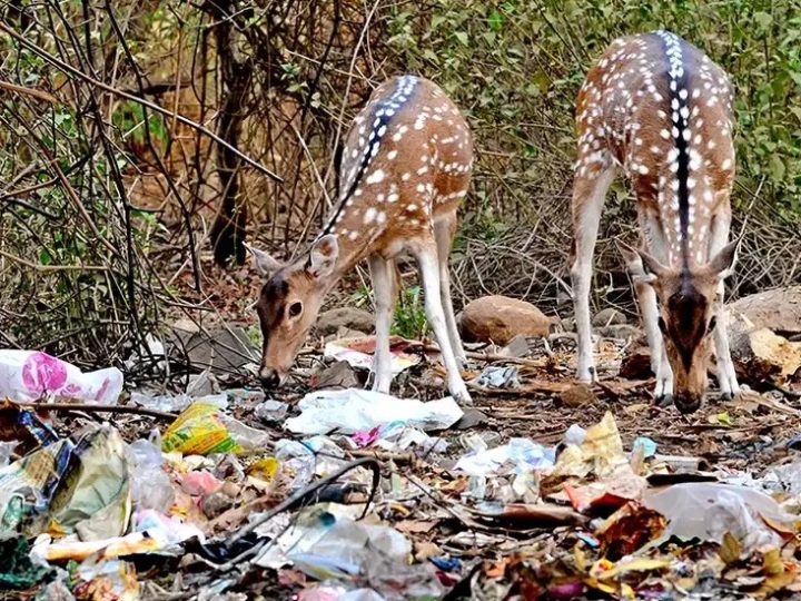 चिंताजनक: दुगड्डा के जंगलों पर मंडराया प्लास्टिक का खतरा, सड़क किनारे कचरा फैंक रहे हैं लोग 