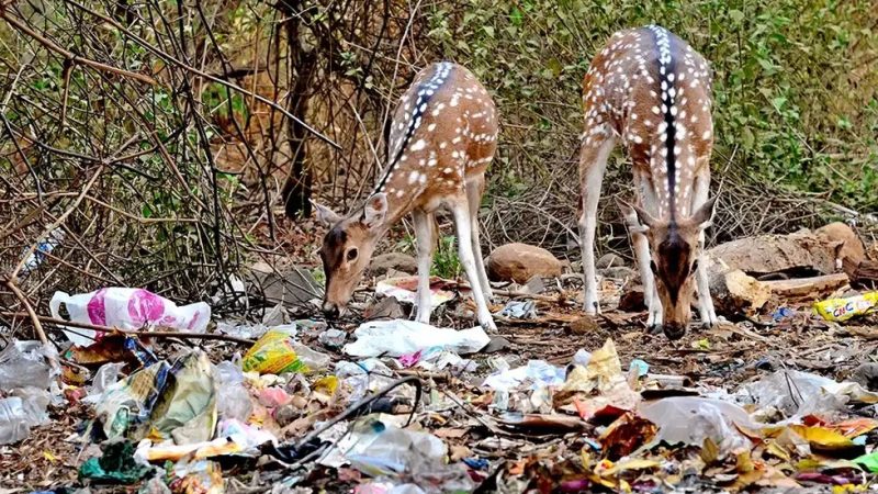 चिंताजनक: दुगड्डा के जंगलों पर मंडराया प्लास्टिक का खतरा, सड़क किनारे कचरा फैंक रहे हैं लोग 