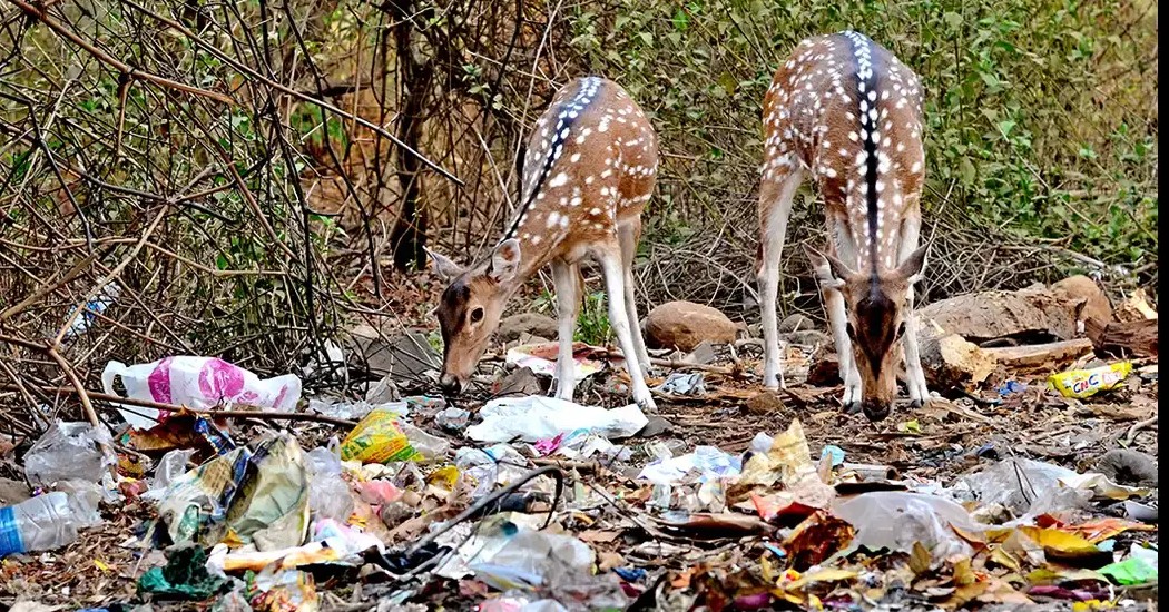 चिंताजनक: दुगड्डा के जंगलों पर मंडराया प्लास्टिक का खतरा, सड़क किनारे कचरा फैंक रहे हैं लोग 
