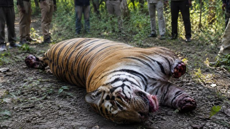 कामयाबी: बाघों के शिकार में चाचा-भतीजा समेत तीन गिरफ्तार, पांचवां आरोपी अब तक फरार