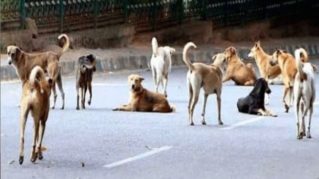 सुनवाई: स्कूल-अस्पतालों से आवारा कुत्ते हटाने का आदेश वापस नहीं, पागल कुत्तों को दे सकते हैं इच्छामृत्यु