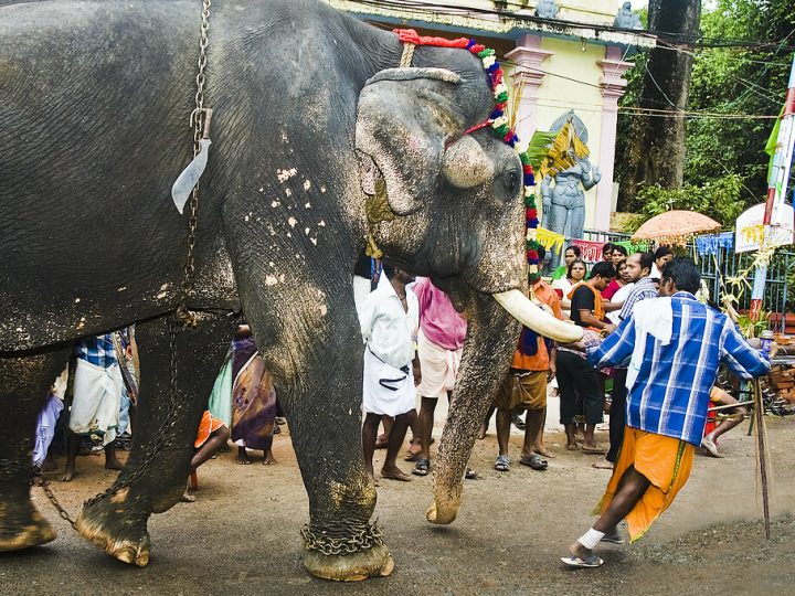 तांडव: केरल के 2 मंदिरों में बुरी तरह बेकाबू हुए हाथी, 2 लोगों को कुचलकर मार डाला