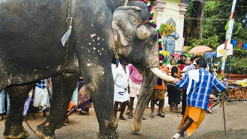 तांडव: केरल के 2 मंदिरों में बुरी तरह बेकाबू हुए हाथी, 2 लोगों को कुचलकर मार डाला