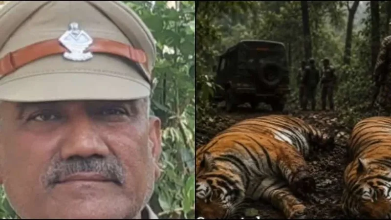 हरिद्वार में दो बाघों की मौत पर बड़ा एक्शन, रेंजर सस्पेंड