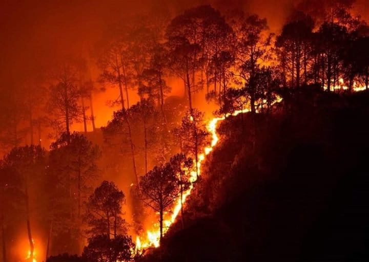 वनाग्नि: बागेश्वर के जोलकांडे के जंगलों में लगी आग, वन संपदा को भारी नुक़सान