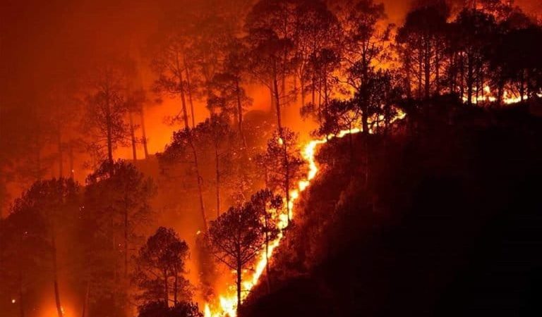 वनाग्नि: बागेश्वर के जोलकांडे के जंगलों में लगी आग, वन संपदा को भारी नुक़सान