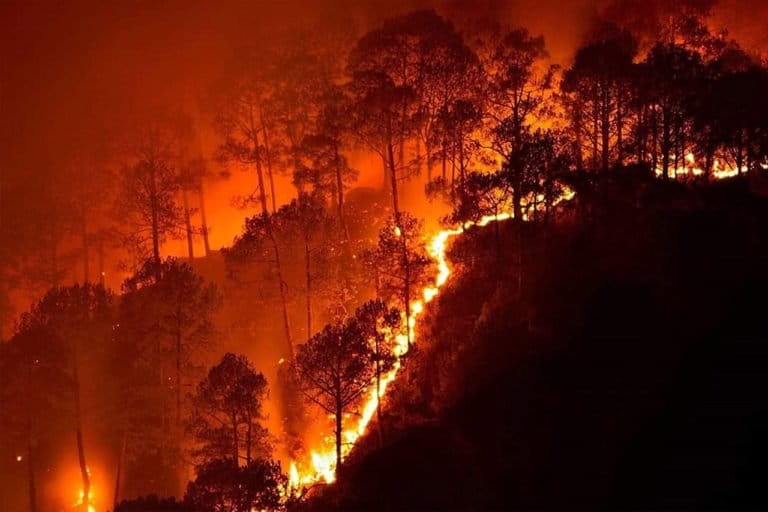 वनाग्नि: बागेश्वर के जोलकांडे के जंगलों में लगी आग, वन संपदा को भारी नुक़सान