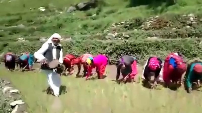 परंपरा: हुड़के की थाप से गूंजते थे खेत, अब खामोश होती जा रही है कुमाऊँ की ‘हुड़किया बौल’ परंपरा  