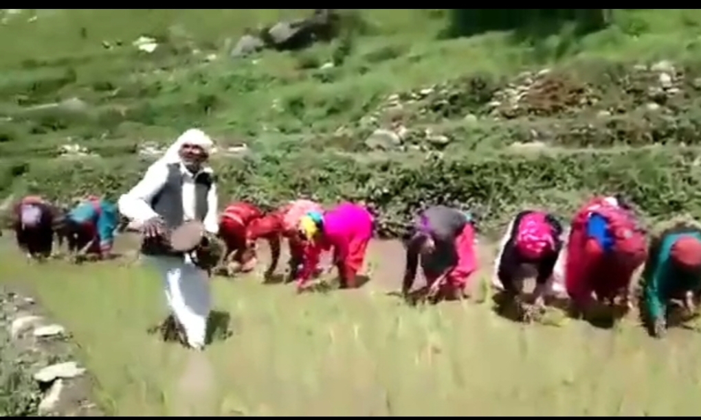 परंपरा: हुड़के की थाप से गूंजते थे खेत, अब खामोश होती जा रही है कुमाऊँ की ‘हुड़किया बौल’ परंपरा  