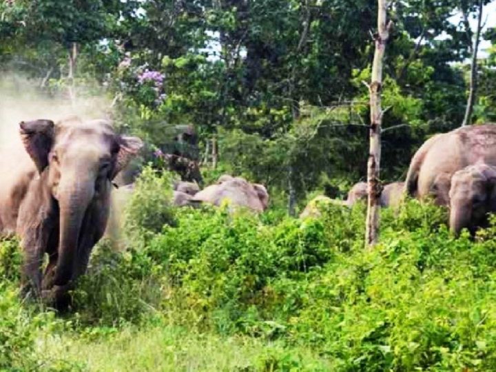गनीमत: सेल्फी के चक्कर में हाथियों के बीच फंसे युवकों को गजराजों ने दौड़ाया, बाल-बाल बच गई जान