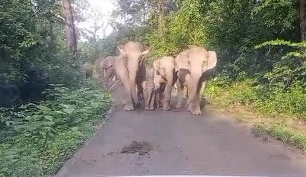 खतरनाक: तेज़ गर्मी में कोटद्वार-दुगड्डा हाईवे पर बढ़ी हाथियों की धमक, चेतावनी बोर्ड न होने से बढ़ा खतरा