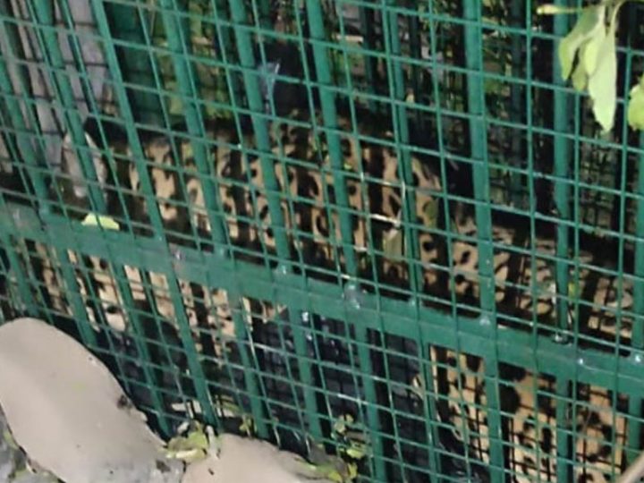 राहत : बणासी गांव में दहशत का पर्याय बना गुलदार पिंजरे में कैद, ग्रामीणों ने ली राहत की सांस   