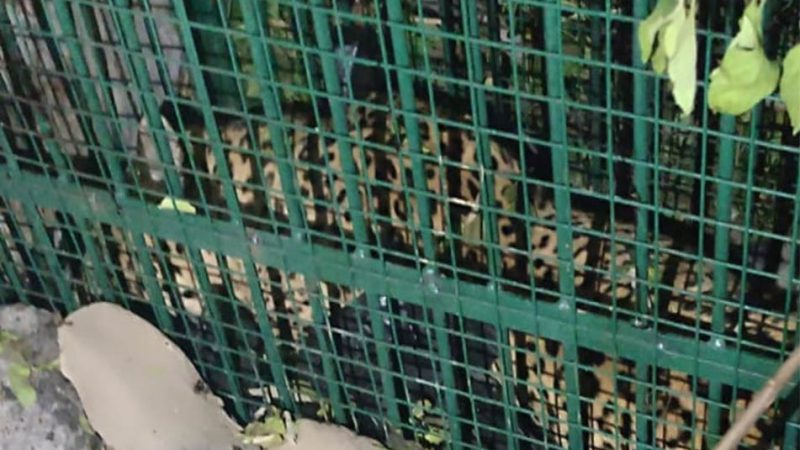 राहत : बणासी गांव में दहशत का पर्याय बना गुलदार पिंजरे में कैद, ग्रामीणों ने ली राहत की सांस   