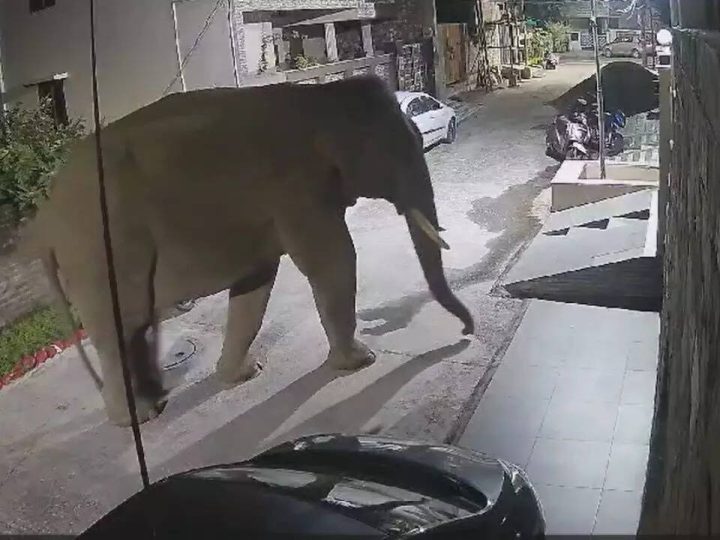 दहशत: राजकीय आवासीय परिसर में हाथी मचा रहे उत्पात, कार्बेट पार्क प्रशासन से सुरक्षा की गुहार