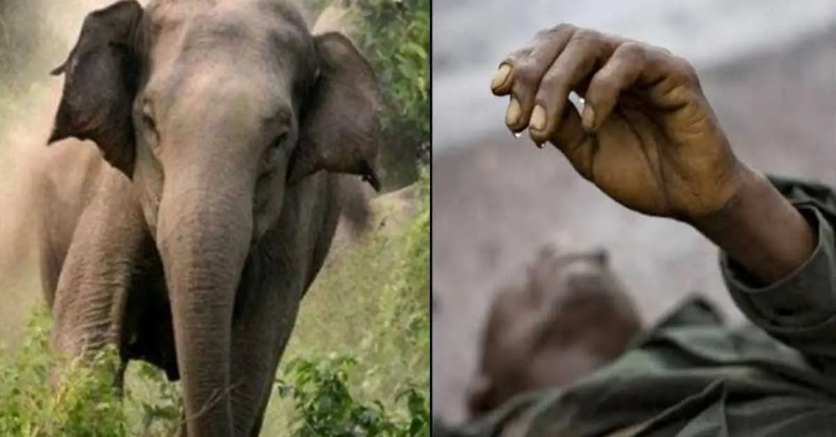 दुखद: जंगली हाथी के हमले में वन गुर्जर की मौत, श्यामपुर रेंज की कांसवाली बीट में घटी घटना