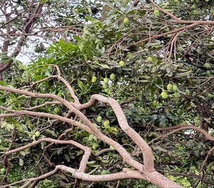 उत्पात : बरस्वार गांव में हाथियों ने आम के बगीचे किए तबाह, प्रशासन से लगाई सुरक्षा की गुहार