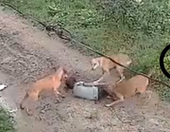 दर्दनाक: आवारा कुत्तों ने डेढ़ साल की बच्ची को घसीटा और बुरी तरह नोंचा, मौके पर ही मौत