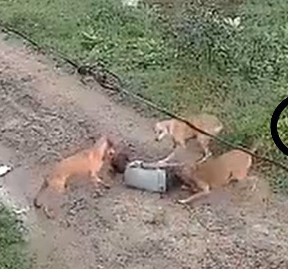 दर्दनाक: आवारा कुत्तों ने डेढ़ साल की बच्ची को घसीटा और बुरी तरह नोंचा, मौके पर ही मौत