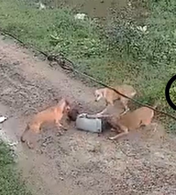 दर्दनाक: आवारा कुत्तों ने डेढ़ साल की बच्ची को घसीटा और बुरी तरह नोंचा, मौके पर ही मौत