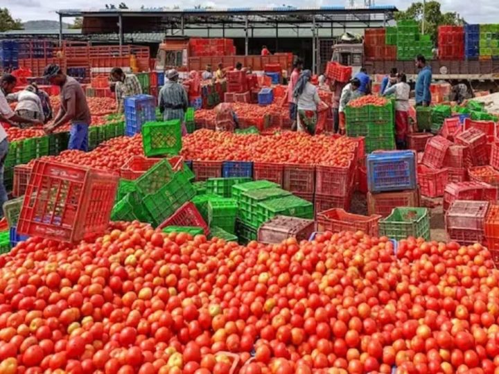 संकट: टमाटर के गिरते दामों से किसानों के लिए लागत निकालना भी हुआ मुश्किल