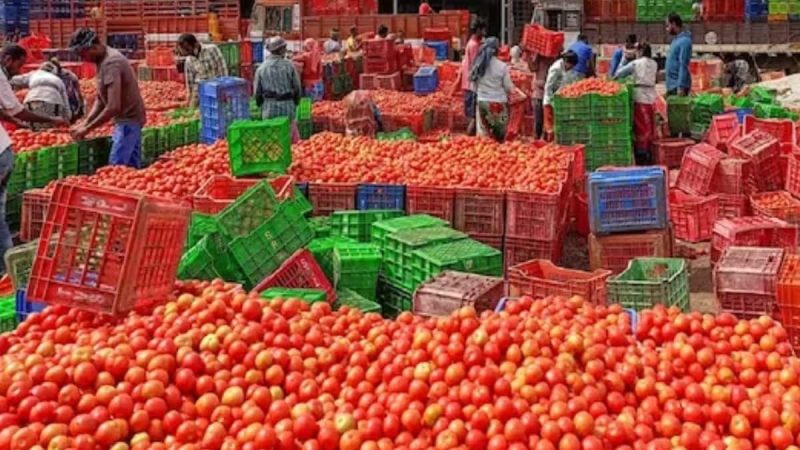 संकट: टमाटर के गिरते दामों से किसानों के लिए लागत निकालना भी हुआ मुश्किल