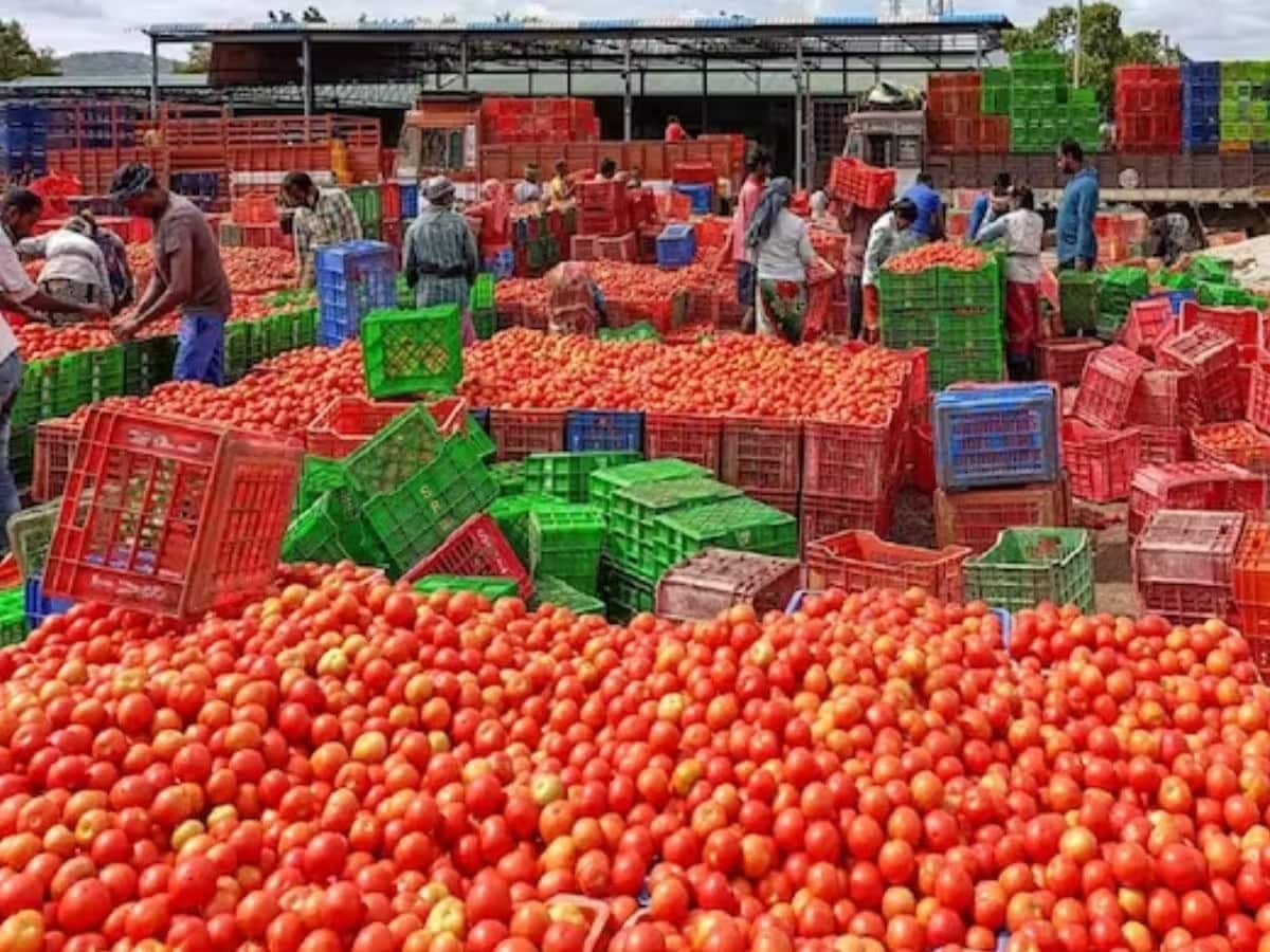 संकट: टमाटर के गिरते दामों से किसानों के लिए लागत निकालना भी हुआ मुश्किल