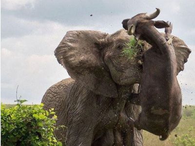 दहशत: आपसी लड़ाई में गुस्साए हाथी ने वन गुज्जर की भैंस को पटककर मार बाला