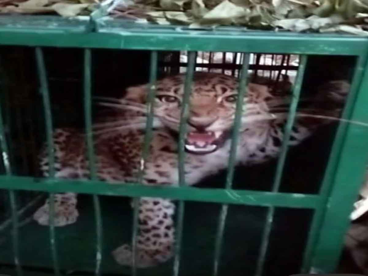 राहत: गवाड़ गांव में पिंजरे में कैद हुआ तेंदुआ, ग्रामीणों ने ली राहत की सांस