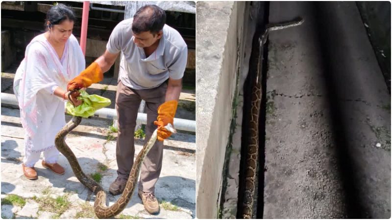 सनसनी: वंदे भारत में घुसने की कोशिश कर रहा था दस फीट लंबा अजगर, नजर पड़ते ही मचा हड़कंप