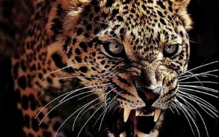 दहशत: टिहरी जनपद की रौणद रमोली पट्टी गुलदार की धमक, 16 वर्षीय किशोर पर किया हमला