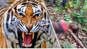अभियान: मोहान क्षेत्र में महिला को शिकार बनाने वाले बाघ की तलाश तेज, वन विभाग की कई टीमें डटीं