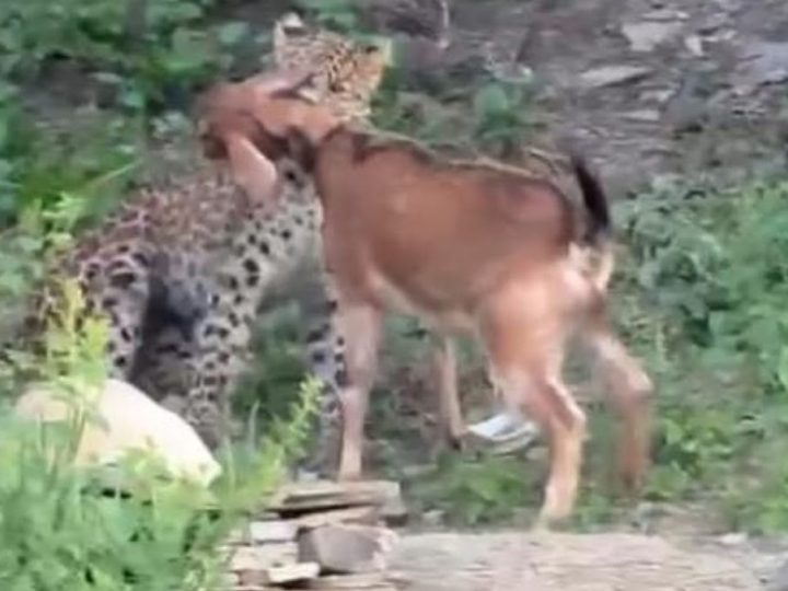 दहशत: गुलदार ने छानी में घुसकर 15 बकरियों को मार डाला, पशुपालक पर आर्थिक संकट की मार