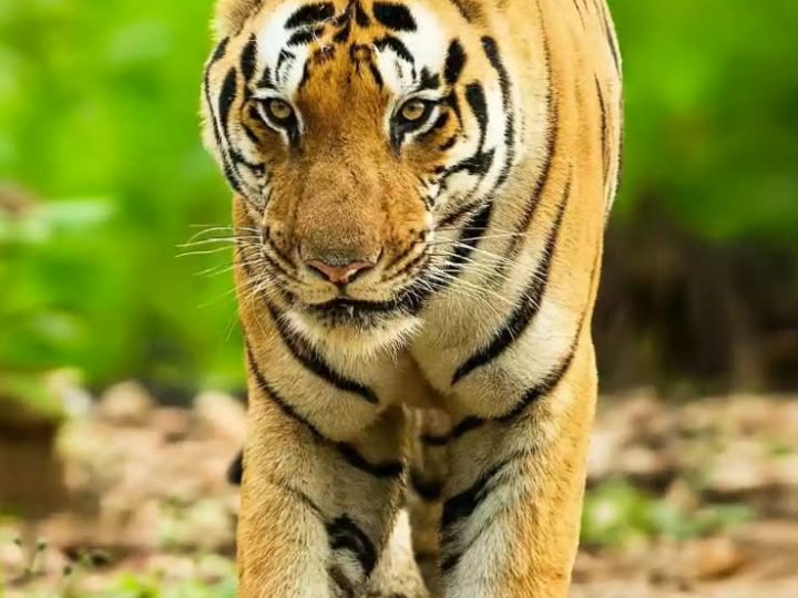 दहशत: तराई क्षेत्र के बग्घा 54 गांव में बाघिन की दस्तक, ग्रामीणों में ख़ौफ़ का माहौल