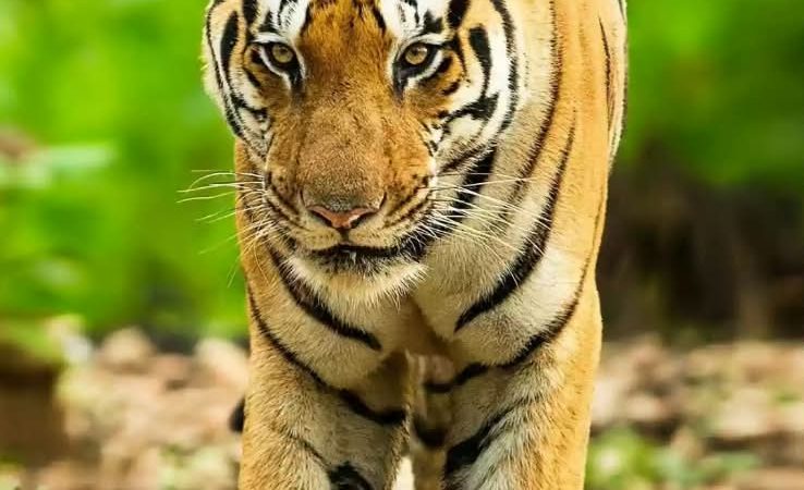 दहशत: तराई क्षेत्र के बग्घा 54 गांव में बाघिन की दस्तक, ग्रामीणों में ख़ौफ़ का माहौल