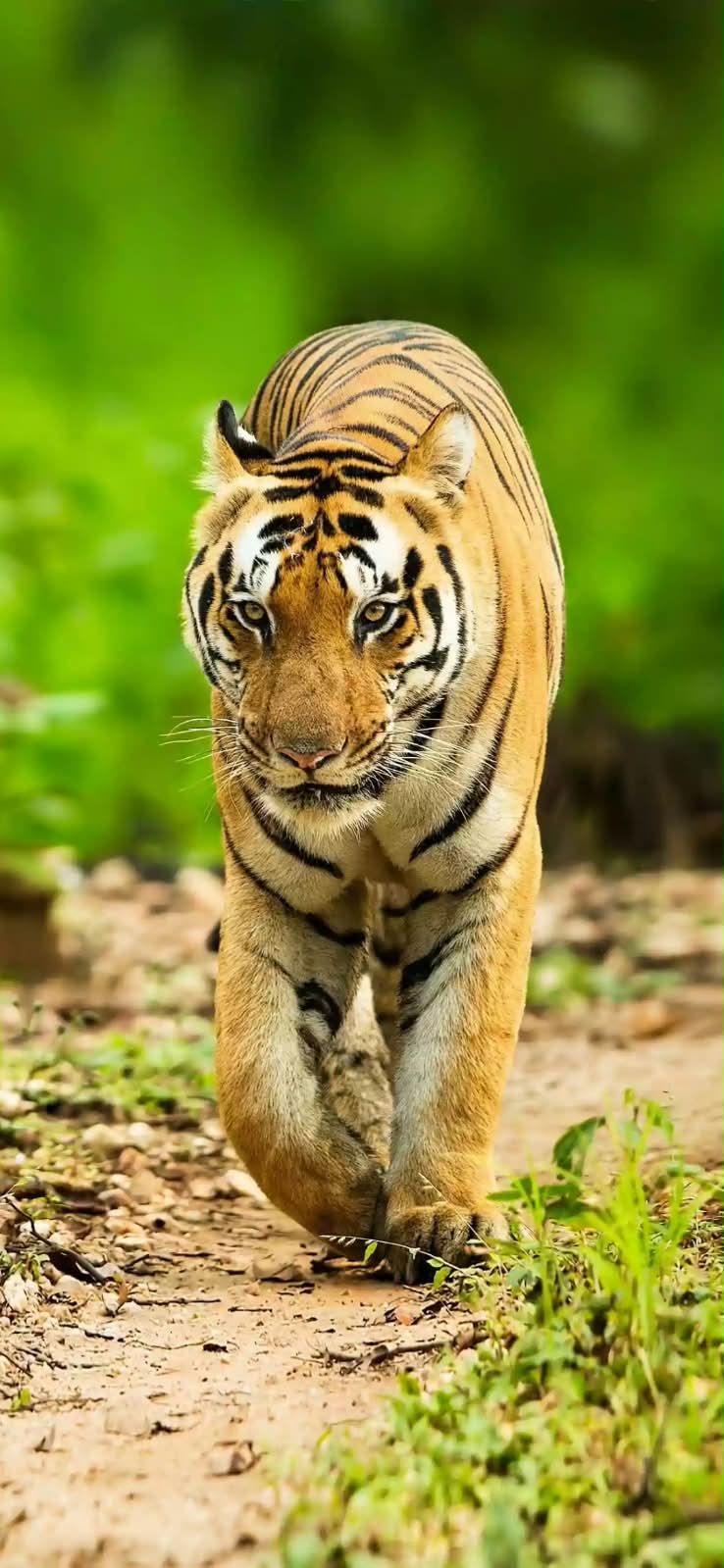 दहशत: तराई क्षेत्र के बग्घा 54 गांव में बाघिन की दस्तक, ग्रामीणों में ख़ौफ़ का माहौल