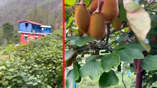 मिसाल: रंग लाई शिक्षक दीनदयाल सिंह बिष्ट की मेहनत, बंजर जमीन को बना दिया सेब- कीवी का हराभरा बागीचा