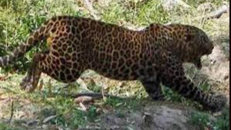 ख़ौफ़: गुलदार की दहशत से सहमे बगोड़ी समेत छह गांवों के लोग, प्रशासन से लगाई सुरक्षा की गुहार