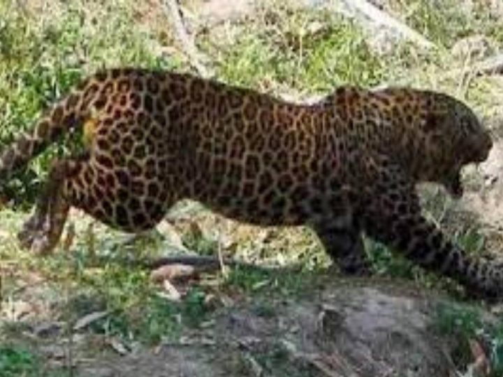 दहशत: कोटड़ीढांग में फिर दिखा गुलदार, पालतू कुत्ते पर किया हमला, इलाके में ख़ौफ़ का माहौल