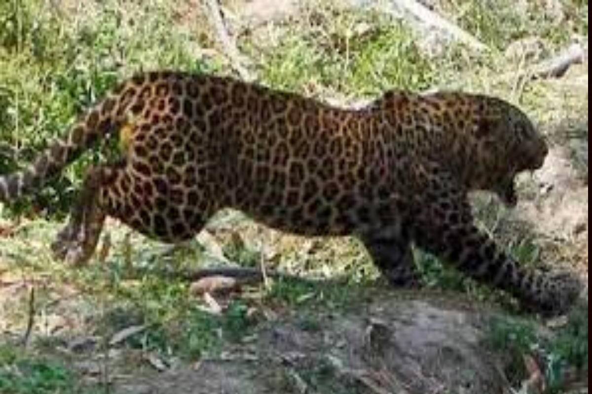 दहशत: कोटड़ीढांग में फिर दिखा गुलदार, पालतू कुत्ते पर किया हमला, इलाके में ख़ौफ़ का माहौल