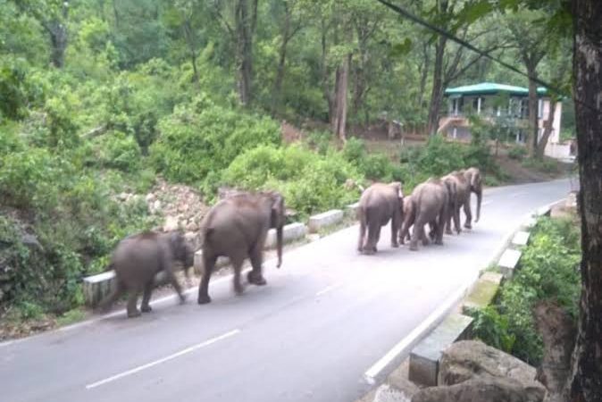 ख़ौफ़: कोटद्वार में पुलिंडा मार्ग और ग्रास्टनगंज क्षेत्र में आ धमके जंगली हाथी, दहशत का माहौल