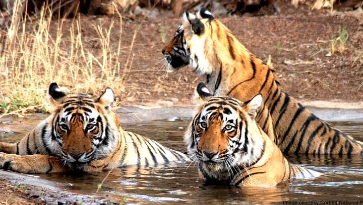 तैयारी: अब दूसरे राज्यों के जंगलों में भी दहाड़ेंगे कार्बेट के बाघ-गुलदार