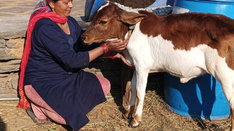 मिसाल: एनआरएलएम से बदली राधा रावत की जिंदगी, डेयरी व्यवसाय से कर रही है अतिरिक्त आय