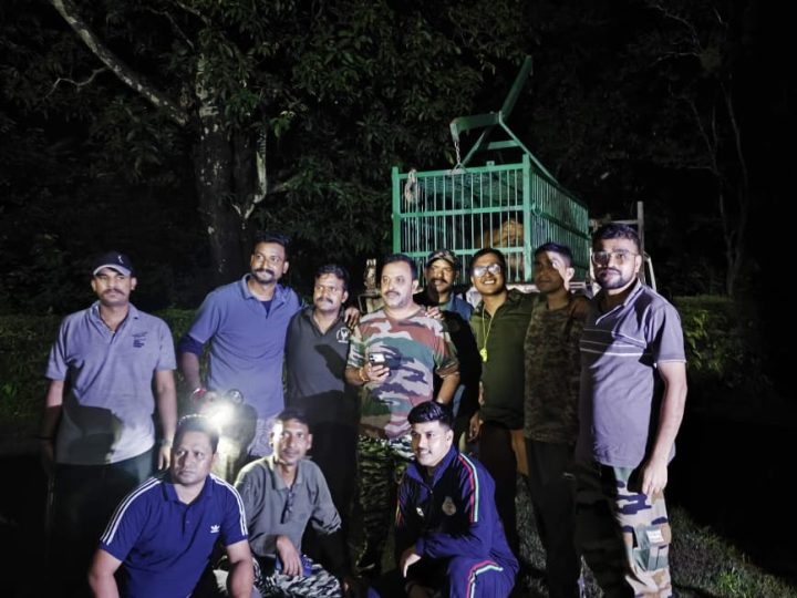 राहत: मोहान वन क्षेत्र में पकड़ा गया बाघ, महिला की मौत के बाद चला था लगातार रेस्क्यू अभियान