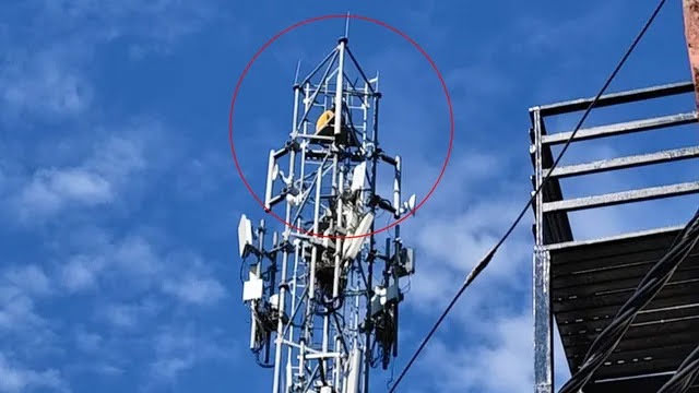 हड़कंप: मंडी में मोबाइल टावर पर चढ़ गया पल्लेदार, पुलिस और अधिकारियों में मच अफ़रा-तफ़री