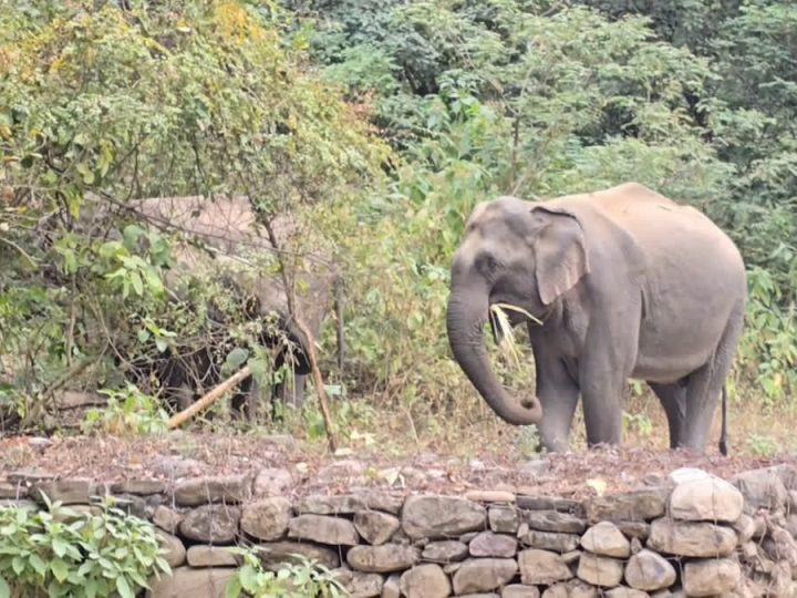 आफ़त: हल्दूखाता मल्ला में घुस आए दो जंगली हाथी, रौंद डाली चार बीघा धान की फसल
